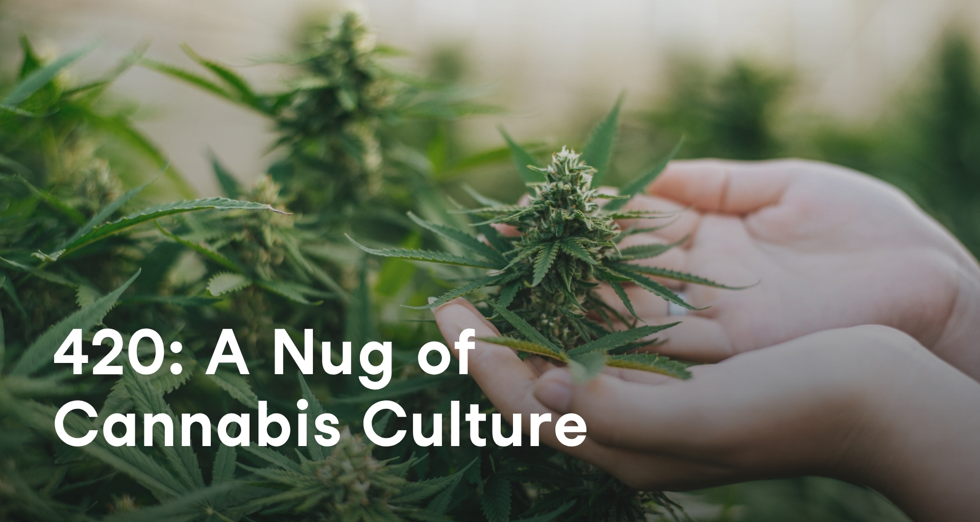 What is 420: A Nug of Cannabis Culture