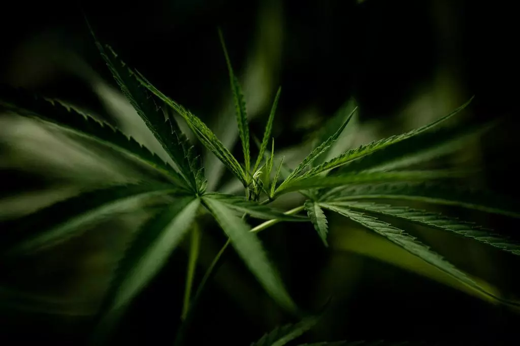 medical cannabis plant