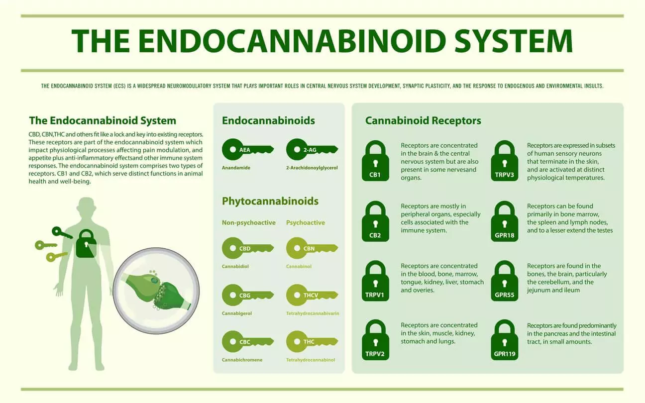 A horizontal infographic illustration of the endocannabinoid system.