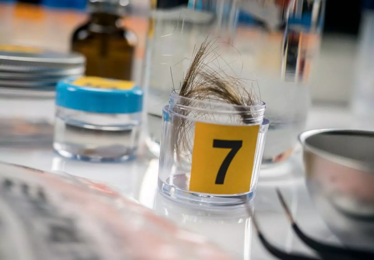 Close-up of a hair sample for lab testing.