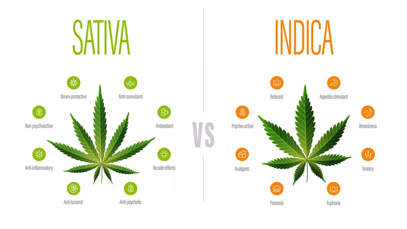 An infographic comparing Sativa and Indica cannabis strains, illustrating their respective properties.