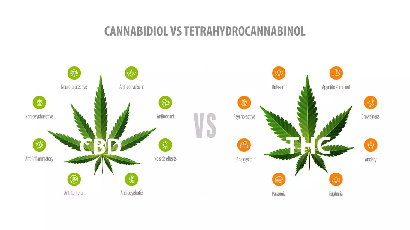 An infographic comparing the properties of CBD and THC, showing CBD as non-psychoactive with benefits like neuroprotection and anti-inflammatory effects, versus THC, which is psychoactive with effects including relaxation, euphoria, and potential side effects like anxiety.
