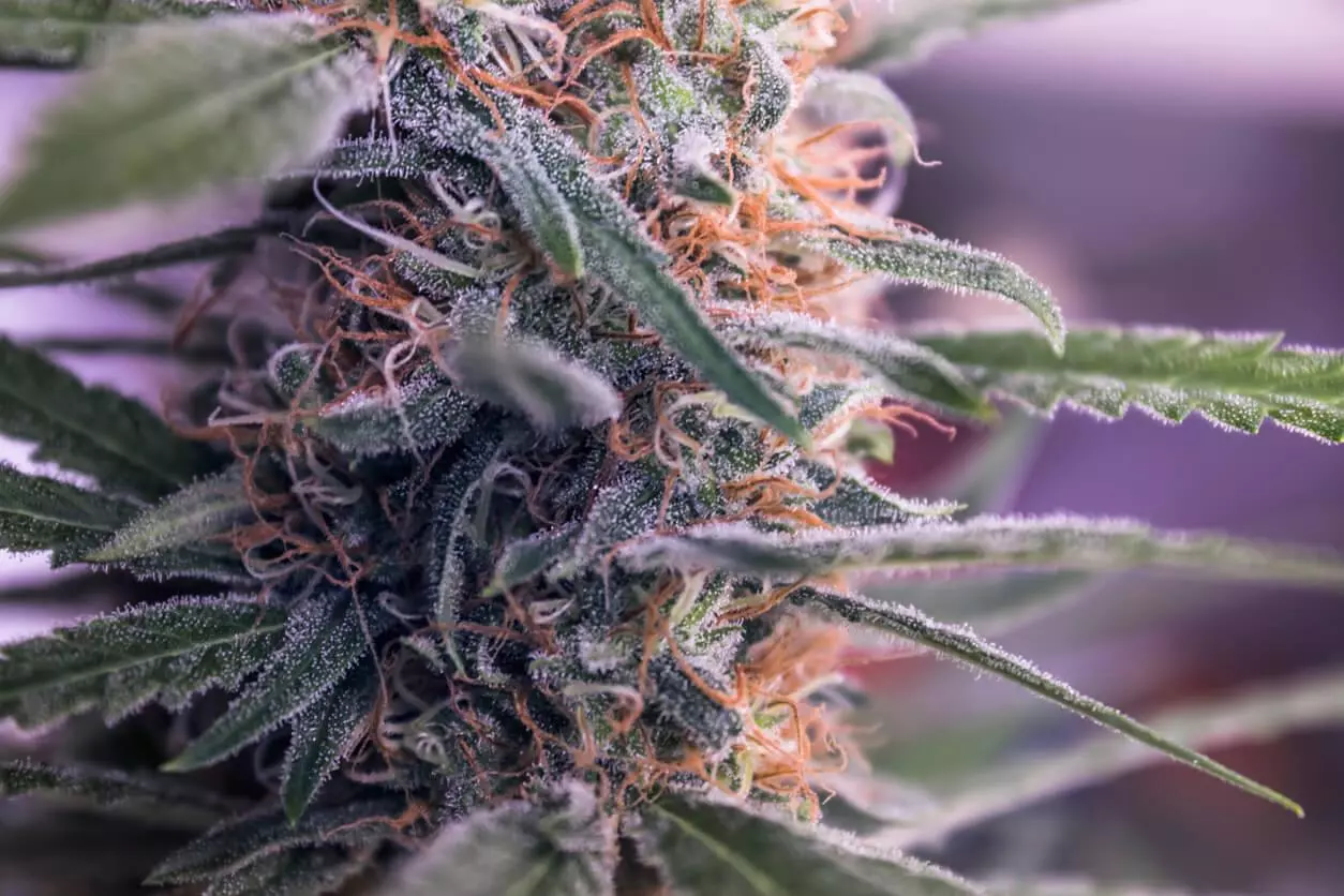A close-up of a cannabis flower with trichomes and orange pistils, illustrating the plant's intricate details and potential for medical use.
