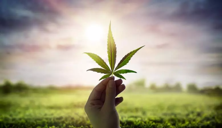 A hand holding a cannabis leaf against a backdrop of a field and a bright, setting sun.