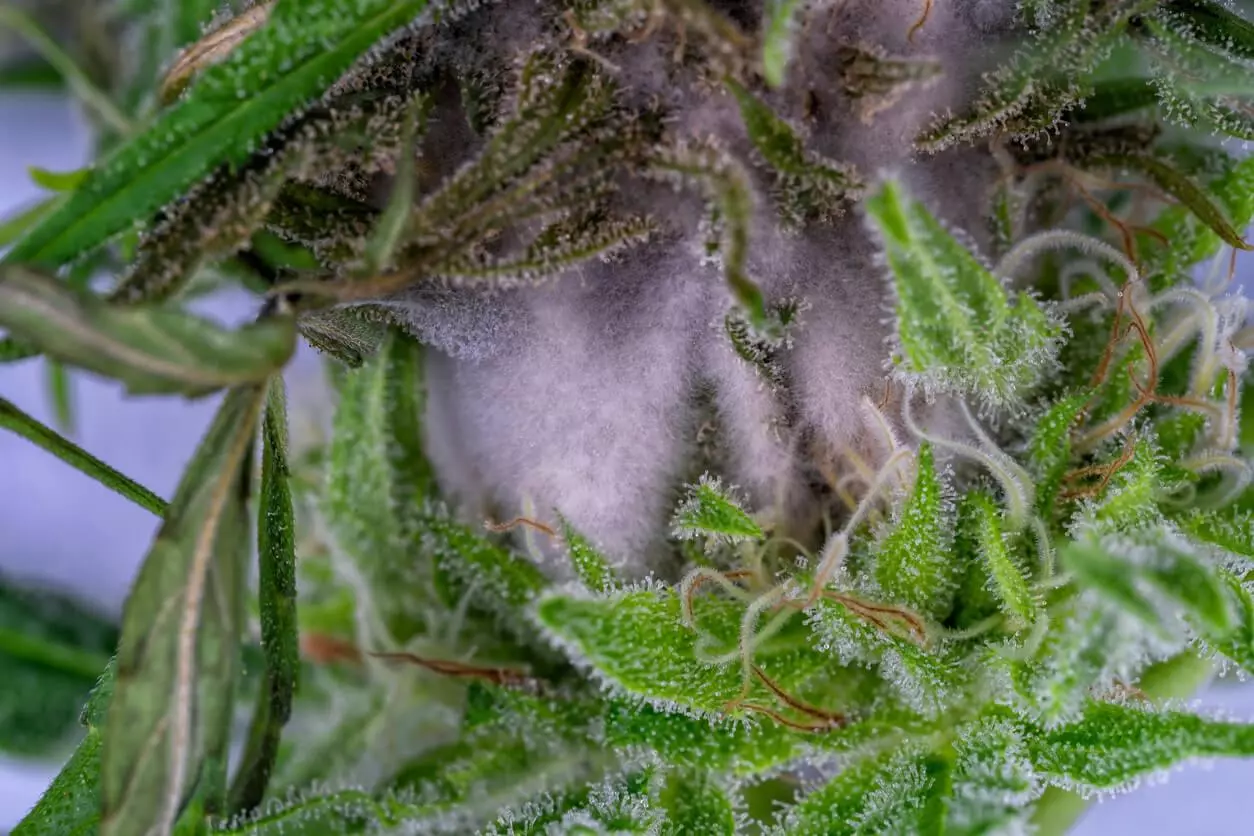 A close-up image of cannabis showing white, fuzzy mould covering the plant.