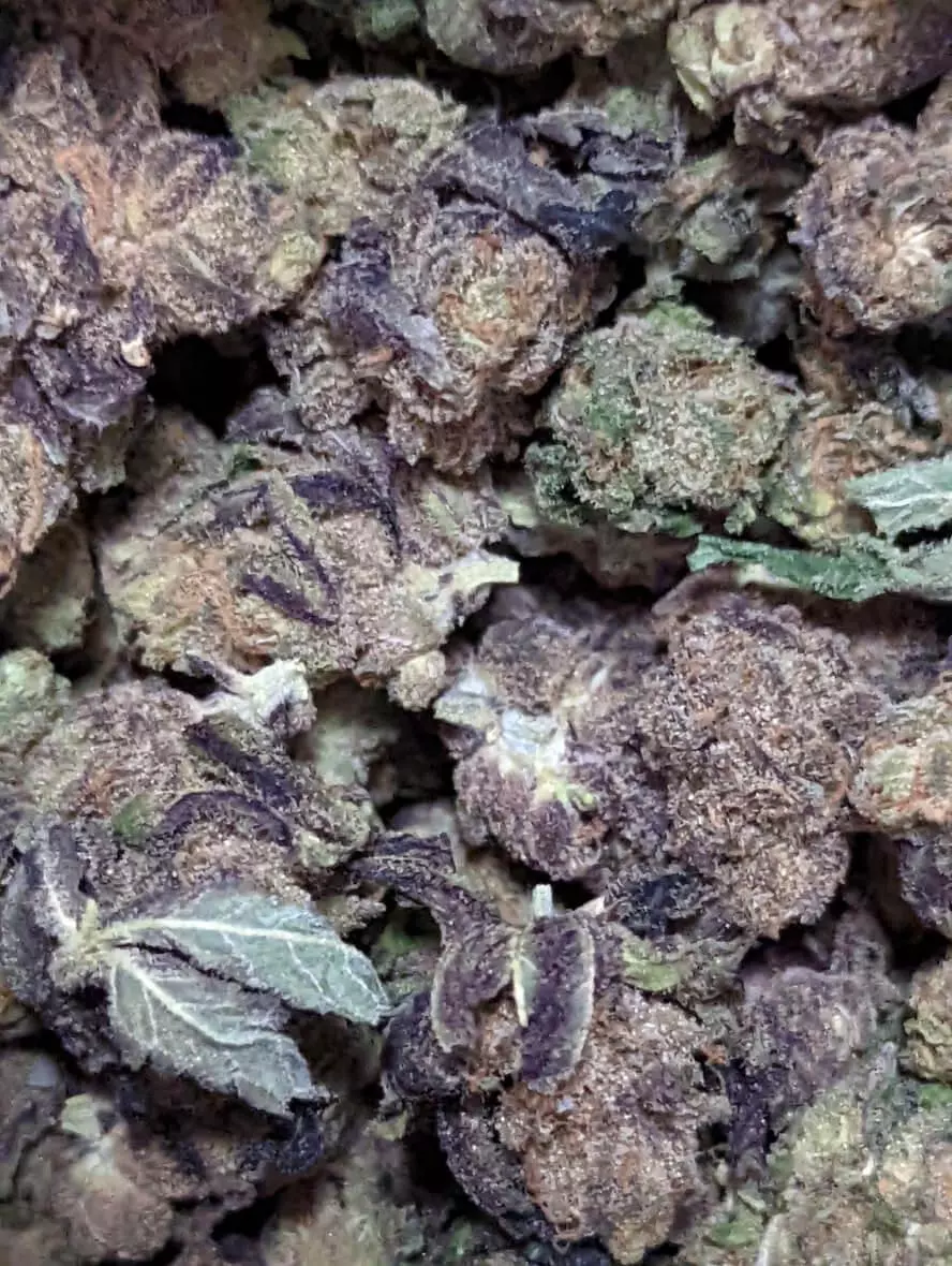 Close-up image of dried cannabis buds showing discolouration and texture changes, indicative of ageing or possible degradation.