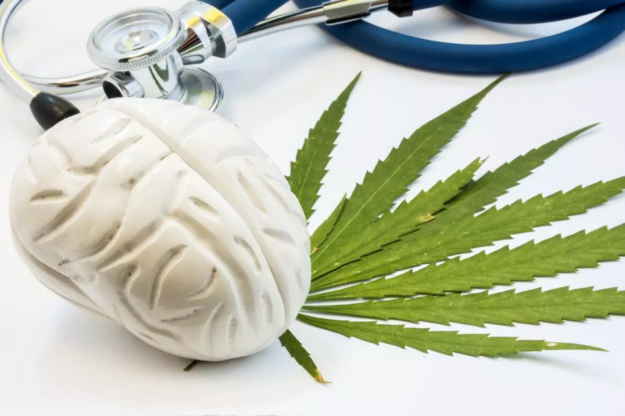 A model brain and a stethoscope rest on top of cannabis leaves, symbolising the connection between medical cannabis and neurological health.
