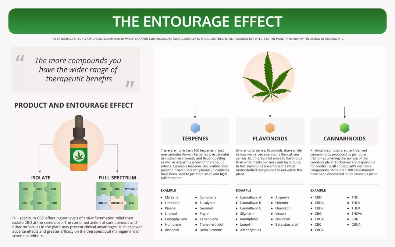 The infographic explains the entourage effect, illustrating how terpenes, flavonoids, and cannabinoids in cannabis work together to enhance therapeutic benefits.